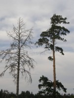 Если вы увидите в лесу сухую сосну, подобную этой (слева), не торопитесь считать ее пораженной сосновой совкой или шелкопрядом-монашенкой. Внимательное рассмотрение в натуре убеждает нас в том, что в данном случае вредители ни при чем. Причины другие: или это старовозрастное дерево, или засыхание обусловлено неблагоприятными условиями произрастания.