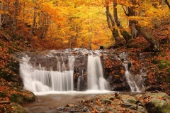 Лес – источник неисчерпаемых богатств... (Фото: Chukov, Shutterstock)
