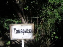 Тамариск