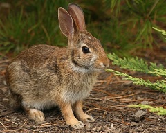 На Феофана охотники добывали именинного зайца (Фото: Helen E. Grose, Shutterstock) 
