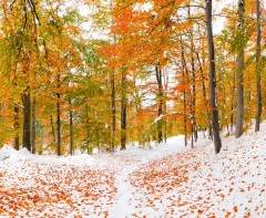 По приметам, если первый снег выпадал на Михаила, значит, зима настанет еще не скоро (Фото: Mayovskyy Andrew, Shutterstock) 