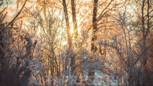Зима. Фото: altapress.ru