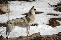 По поведению волков в этот день судили о будущем (Фото: mlorenz, Shutterstock) 