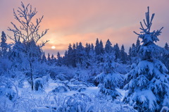 Снег или сильный мороз в этот день обещали плодородный год (Фото: Igor Borodin, Shutterstock)