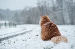 На Ерему советовали особо внимательно наблюдать за кошкой (Фото: Jon Beard, Shutterstock) 