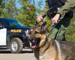 Собака - помощник стража порядка (Фото: KellyNelson, Shutterstock) 