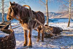 Агафья — покровительница домашнего скота (Фото: Chu-x, Shutterstock) 