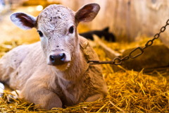 Хлев окуривали чабрецом — чтобы телята у коров рождались крепкими (Фото: TSpider, Shutterstock) 