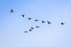 О погоде судили по поведению птиц (Фото: Glenn Young, Shutterstock)