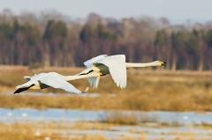 У гусятников с этого дня начинались разговоры о гусиной охоте (Фото: TTphoto, Shutterstock)