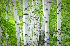 Сегодня нужно выходить в березовую рощу — слушать деревья (Фото: Yarygin, Shutterstock) 