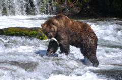 Считалось, что именно на Антипа медведь выходит из берлоги (Фото: Antoni Murcia, Shutterstock) 