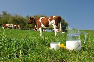 Молоко - в обмен на корову