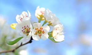 apple-blossoms-1368187640